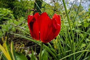 01.05.2022 Cornedovicentino Tulipa Raddii Reboul 1 foto