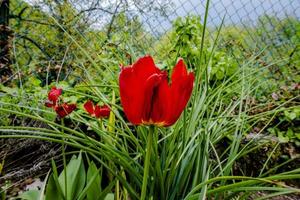 01.05.2022 Cornedovicentino Tulipa Raddii Reboul foto