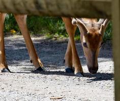 junger Bock auf dem Radweg foto