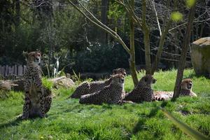 eine Koalition von Geparden foto