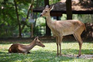 ein süßes weibchen im boden im khao kheow open zoo in thailand foto