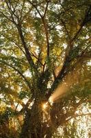 Strahlen der Morgensonne, die durch den Baum filtern foto
