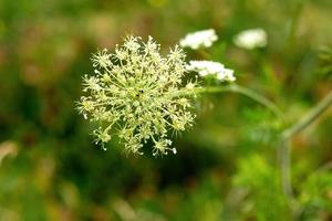 Blume im Gras in der Sonne foto