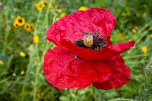 roter Mohn im Feld foto