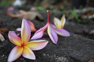 Nahaufnahme der rosa Blume foto