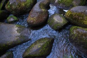 ein bergfluss mit riesigen steinen mit grünem moos. wilder wald der taiga. foto