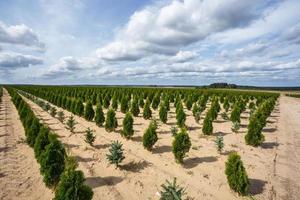 Reihen junger Koniferen im Gewächshaus mit vielen Pflanzen auf der Plantage foto