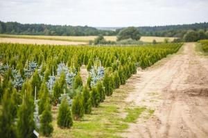 Reihen junger Koniferen im Gewächshaus mit vielen Pflanzen auf der Plantage foto