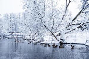 Winterlandschaft am Fluss. schneebedeckte Bäume mit Frost. Wintermärchen