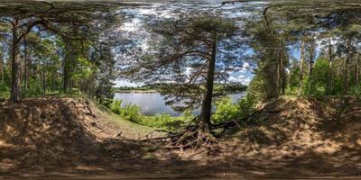 Vollständiges, nahtloses sphärisches HDRI-Panorama 360-Grad-Winkelansicht im Kiefernwald mit ungeschickten Baumwurzeln in der Nähe des Flusses in equirectangularer Projektion, fertiger vr ar-Inhalt der virtuellen Realität foto