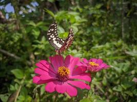 500px schöner Landschaftsfoto-Tierschmetterling, der auf roter Blume hockt foto