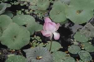 eine schöne rosa lotusblume, die im teich blüht foto