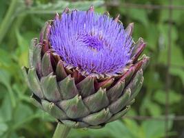 Artischocke in Blüte mit violetten Blütenblättern in einem Garten foto