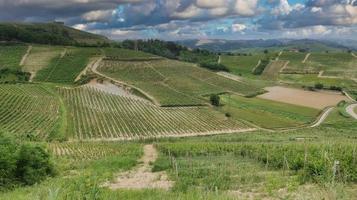 eine schöne textur von traubenweinbergen in der piemontesischen langhe in monta d'alba, im sommer 2022 foto