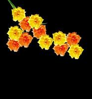 Heckenrose Rosa Canina Blumen auf schwarzem Hintergrund foto