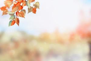 herbstliche Landschaft. schöne Blätter. bunte Bäume foto