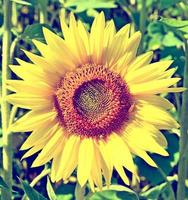 Schönes Sonnenblumenfeld im Sommer. gelbe Blumen foto