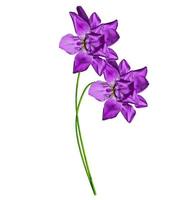Frühlingsblumen Iris isoliert auf weißem Hintergrund. schöne Blumen foto