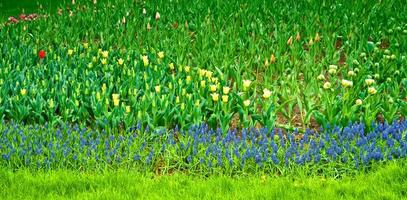 helle und bunte blumen tulpen foto