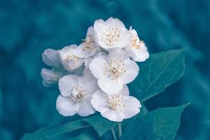 weißer jasmin der zweig zarte frühlingsblumen foto