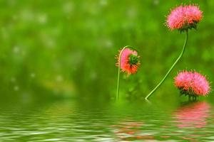 Weiße helle Gänseblümchenblumen auf einem Hintergrund der Sommerlandschaft. foto