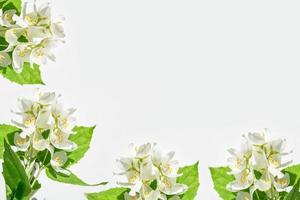 Zweig der Jasminblüten isoliert auf weißem Hintergrund foto