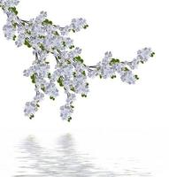 schöne zarte Blüten der Apfelblüte isoliert auf weißem Hintergrund. foto