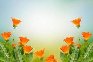 Calendula-Blüten auf dem Hintergrund der Sommerlandschaft. foto