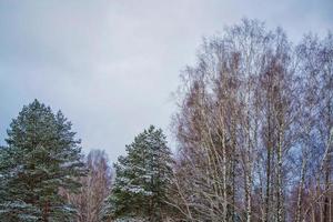 gefrorener Winterwald mit schneebedeckten Bäumen. foto