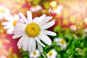 Wildblumen Gänseblümchen. Sommerlandschaft. weiße Kamillenblüten foto