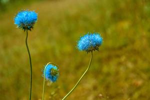 Weiße helle Gänseblümchenblumen auf einem Hintergrund der Sommerlandschaft. foto