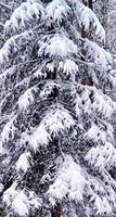 Wald im Frost. Winterlandschaft. schneebedeckte Bäume. foto