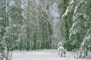 gefrorener Winterwald mit schneebedeckten Bäumen. foto