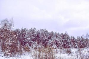 gefrorener Winterwald mit schneebedeckten Bäumen. foto