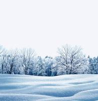 Wald im Frost. Winterlandschaft. schneebedeckte Bäume. foto