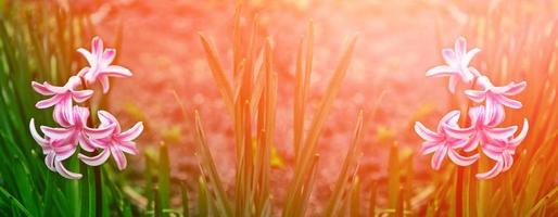 helle und bunte blumen narzissen foto