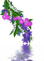 blaue Irisblüte isoliert auf weißem Hintergrund. Urlaubskarte foto