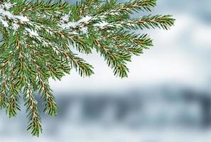 Winterwald. Winterlandschaft. schneebedeckte Bäume foto