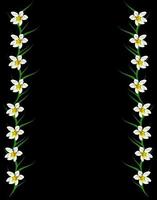 Schneeglöckchen Blume isoliert auf schwarzem Hintergrund foto