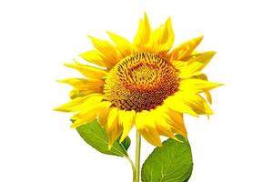 bunte Sonnenblume isoliert auf weißem Hintergrund foto
