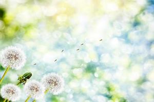 Flauschige Löwenzahnblüte vor dem Hintergrund der Sommerlandschaft. foto