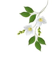 Zweig der Jasminblüten isoliert auf weißem Hintergrund foto