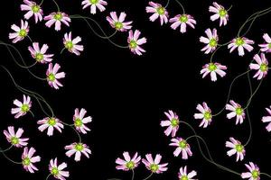Gänseblümchen Sommerblume auf schwarzem Hintergrund isoliert. foto