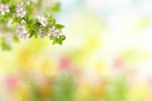 blühender Zweigapfel. leuchtend bunte Frühlingsblumen foto