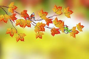 Herbstlandschaft mit leuchtend buntem Laub. Indischer Sommer. foto