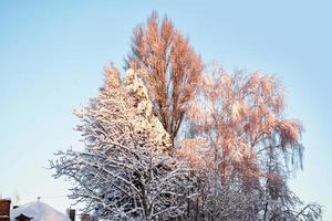 gefrorener Winterwald mit schneebedeckten Bäumen. foto