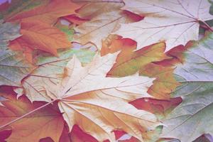 Herbstlandschaft mit leuchtend buntem Laub. Indischer Sommer. foto