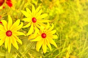 Rudbeckia blüht auf einem Hintergrund der Sommerlandschaft. foto