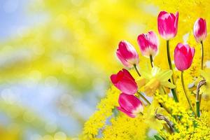 rosa und gelbe blumen tulpen und narzissen foto
