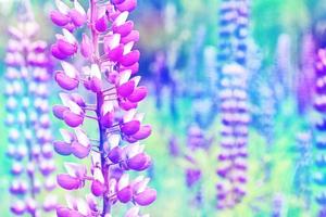 sommerlandschaft mit schönen hellen lupinenblumen foto